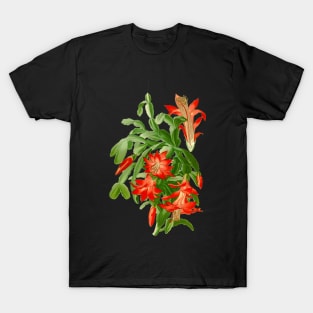 Christmas Cactus - Epiphyllum Truncatum - Botanical Illustration T-Shirt